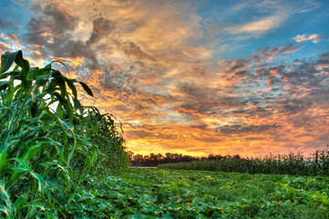 Pumpkin patch spread between rows of corn.