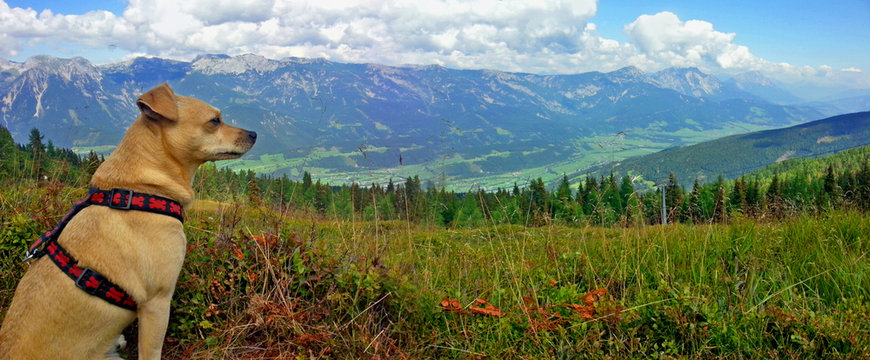 Urlaub mit Hund in den Alpen