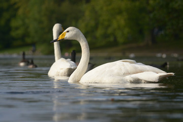 Fototapeta premium Whooper Swan, Cygnus cygnus