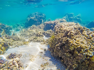 rocks and seaweeds on the sea floor