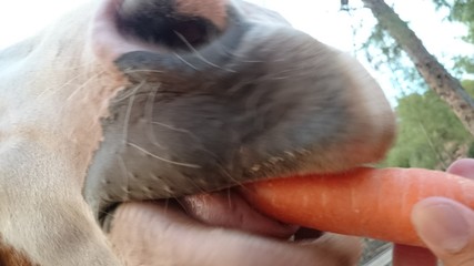 Mano dando zanahoria a caballo