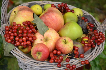 Obstkorb mit Äpfeln und Beeren zum Erntedankfest