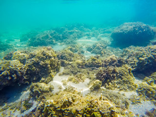 rocks and seaweeds on the sea floor in Sardinia