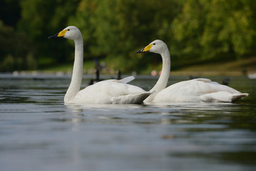 Whooper Swan, Cygnus cygnus