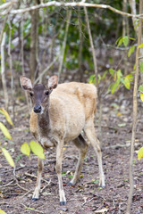 Komodo Deer