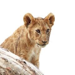 Plakat Lion (Panthera leo)