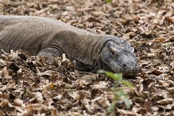 Komodo island national park