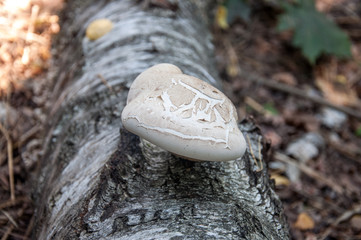 Birch bracket