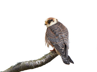 Red-footed falcon (Falco vespertinus)