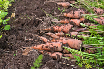 fresh harvested carrots in the vegetable garden