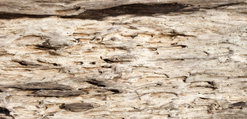 Altes Treibholz / Holz aus Eiszeitsee, Schleswig-Holstein, Nahaufnahme, Hintergrund, Textur