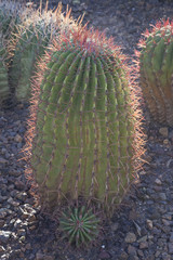 Barrel Cactus 2015-09-12