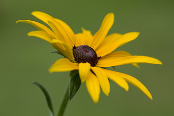 Rudbeckia