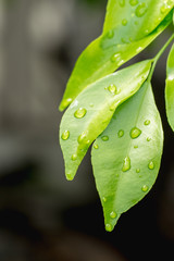 spa style green leaf with water drop