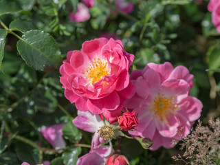 flowering wild rose