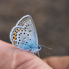 butterfly sits on a finger