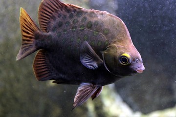 Poisson exotique