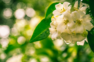 beautiful Murraya paniculata flower vinrage style at garden ,par