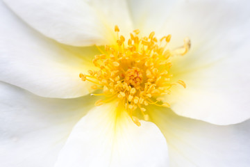White wild rose close-up