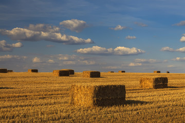 Picturesque golden field with haystacks on the background of clo © Anton Petrus