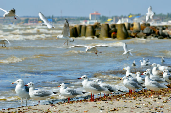 Seagulls on a sandy beach