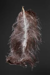 Crédence de cuisine en verre imprimé Autruche Ostrich feather plume isolated on black background