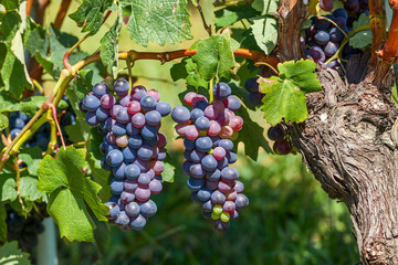 Two bunches of ripe grapes.