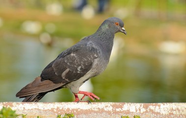 Pigeon isolated