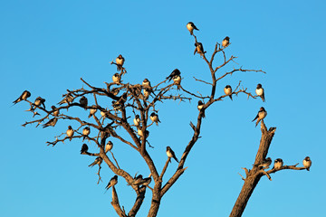 Barn swallows (Hirundo rustica) perched on a dead tree, South Africa.