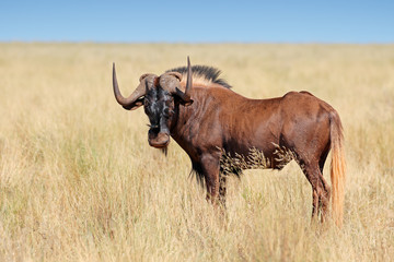 Male black wildebeest (Connochaetes gnou) in grassland, Mokala National Park, South Africa.