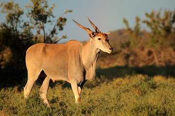 Naklejka na ściany i meble Male eland antelope (Tragelaphus oryx) in natural habitat, Mokala National Park, South Africa.