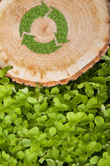 tree stump on the grass with recycle symbol, top view