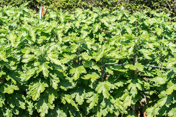 Growing chrysants for the chrisanthemum show: different varieties of flowers in the rows, early stage