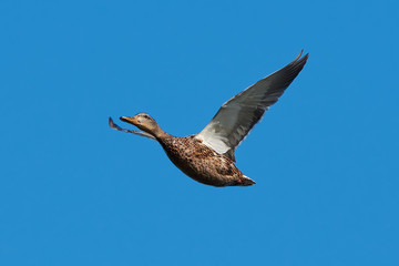 Obraz premium Wild Duck (Anas platyrhynchos)