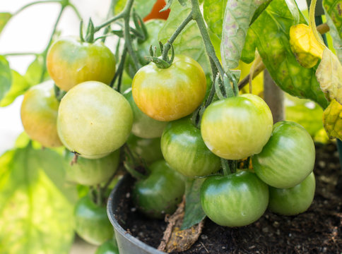 Growinig tomatoes in the green house: green tomatoes