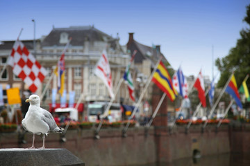 Seagull standing on a pillar, centre of Hague at lake Hofvijver - 91217077