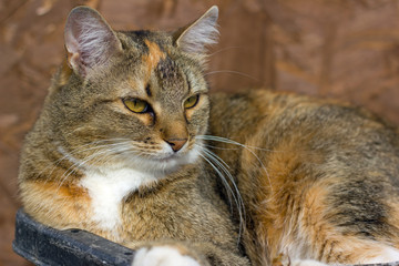 домашняя кошка