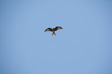 Rotmilan, Milvus milvus