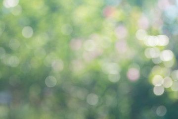 Abstract nature soft focus background with beautiful bokeh. Blurred green background