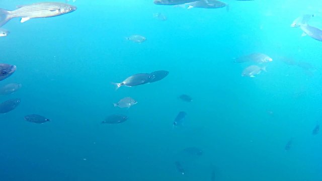 gray mullets in the port