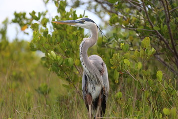 Florida heron