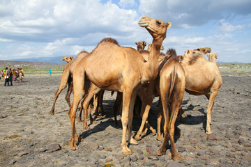 A herd of camel seen by the vicinity of the festival site. Camel are the most prices possession in the north eastern region in Kenya.