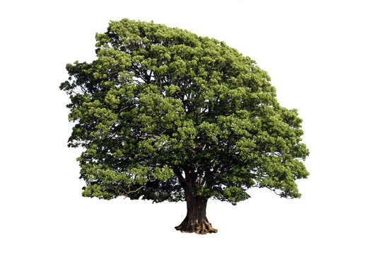 Large Oak Tree (Isolated on white background)