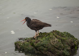 Black Oystercatcher (Haematopus bachmani)