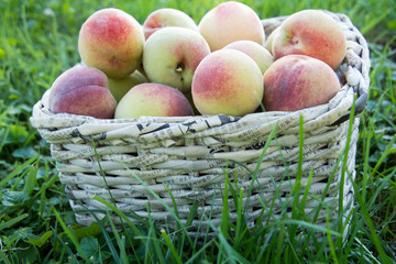 Basket with beautiful fresh peaches