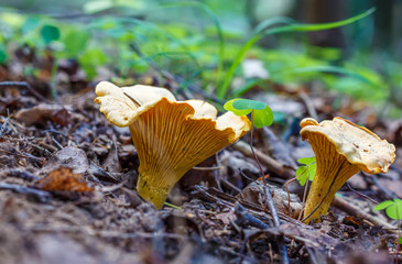 Mushroom Cantharellus cibarius, commonly known as the chanterelle, golden chanterelle or girolle  in forest in the ground