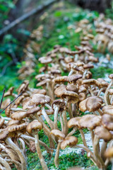 Mushrooms Armillaria mellea, commonly known as honey fungus  in forest in the ground