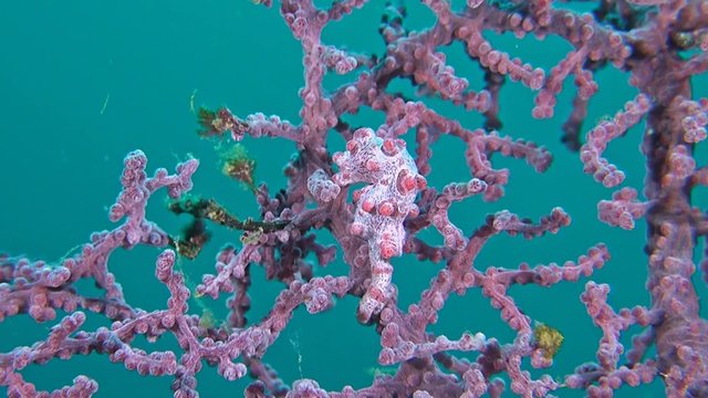 Pink Pygmy seahorse on a gorgonian coral