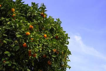 Orange Tree