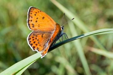 Fototapeta na wymiar ordinary hay butterfly (Coenonympha glycerin)